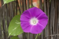 The flower of a sweet potato vine.