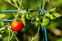 Leafminers are most problematic in late summer tomatoes.