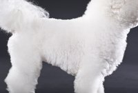 Snap-on combs reduce the amount of scissoring needed when grooming this Bishon Frise.