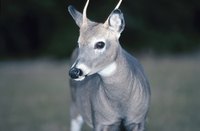 Learn the symbolic meaning of deer.