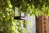 Vines add an interesting focal point to your property.