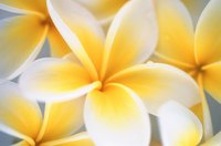 Form a plumeria flower with five petals.