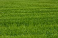 Several varieties of grass produce beautiful lawns.