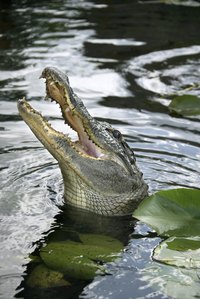 Confrontations with alligators don't usually end with physical harm.