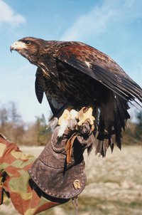 The falconer's glove allows him to carry the bird safely on his arm.