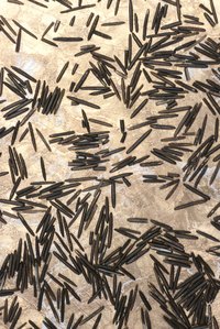 Rinse the rice before you cook it to remove any processing debris.