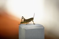 The cricket costume loosely follows the design of a real cricket.