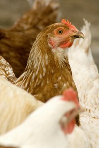 The wattle is the red growth you see underneath your hen's beak on the underside of her head.