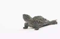 Keep snapping turtles singly to avoid problems.