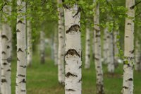 Birches are known for their papery white bark, though not all varieties exhibit this trait.
