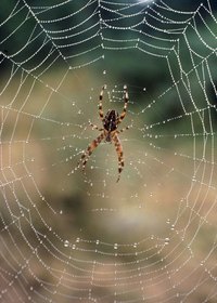 Silk doesn't only come from silk worms.
