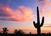 The saguaro cactus has an iconic shape that says "West."
