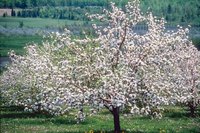 Some tree pollen is sweet-smelling, while others emit an unpleasant odor.