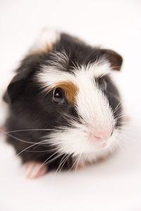Guinea pigs come in many color variations.