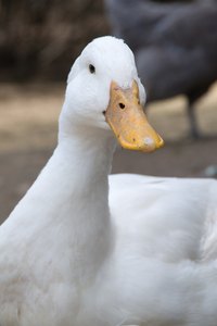 Feed your duck with high-quality commercial duck pellets for optimal growth and health.