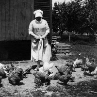 After you build a litter tray, your morning chicken chores will be easier to complete.