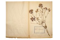 Sandwich flowers between two sheets of absorbent paper and place them between the pages of a thick book.