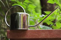Careful watering helps prevent fiddle leaf fig problems.