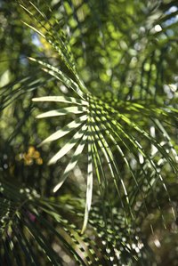 Saw palmetto leaves are used to stitch the coils of a sweetgrass basket.