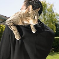 Guardians can take specific steps to keep their cats safe outside.