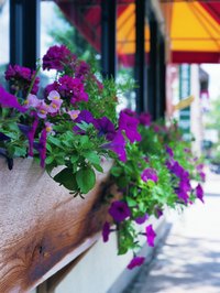 Wave and cascading petunias exhibit different growth characteristics.