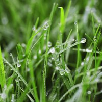 Lawn grass and boggy soils are generally incompatible, though there are a few exceptions.