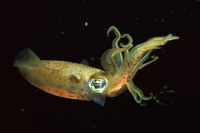Although a delicate kind of marine life, squid can be a great element for a home aquarium.