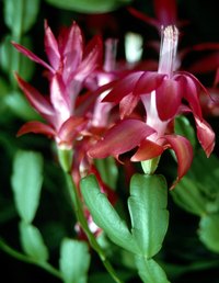 With care a Christmas cactus can remain outdoors in summer.
