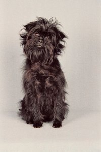 The affenpinscher's small size and monkeylike expression make it an appealing family pet.
