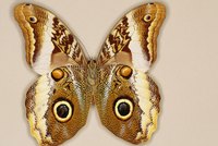 Moths can ruin your clothing.