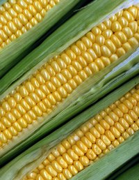 One of the sweetest corn varieties, Bodacious also has a longer shelf life.