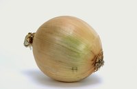The onion is just one of the many vegetables that you can grow in water.