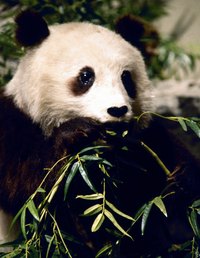 Make a diorama of a panda's habitat to teach children about pandas..