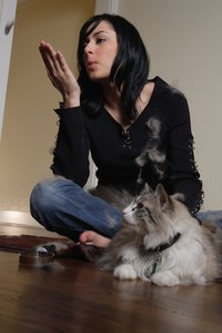 Long-haired and short-haired cat breeds shed fur.