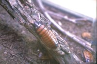 Roaches clean their outdoor ecosystems by eating away debris and decay.