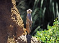 Mongoose are docile animals that resemble weasels.