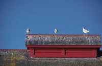 In nature, some birds will mark territory with their bowel movements.
