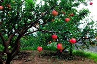 Happy pomegranate trees produce an abundance of edible fruit.