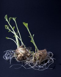 Start Jerusalem artichoke plants from the tubers.