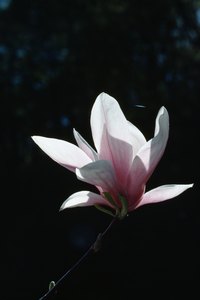 Magnolias bloom in a variety of colors.