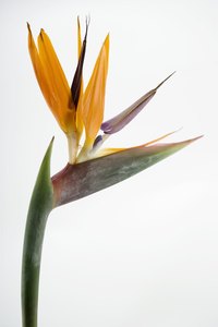 Strelitzia flower size is affected by the amount of sunshine.
