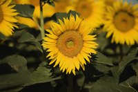Young sunflowers are good candidates for drying.