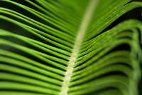 Use tissue paper palm fronds for a variety of crafts.