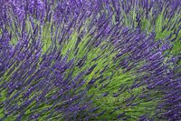Lavender flowers can be purple, pink or white.