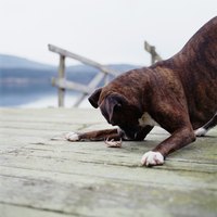 A boxer is playing on a dock with a crab.