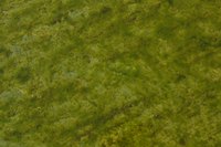 Moss lawns allow you to stop fighting the plant and just let it take over.
