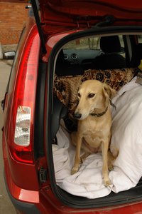 A queasy dog is an unhappy traveler.