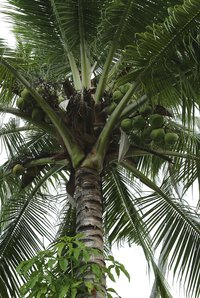 Individual coconut leaf blades are the weavers for a place mat.