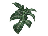 Alocasia "Polly" descends from plants native to subtropical Asia.