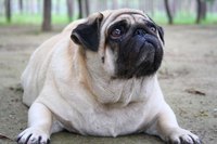 Large pug
